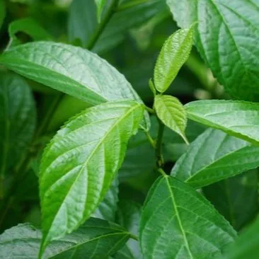 Herbal Keji Beling