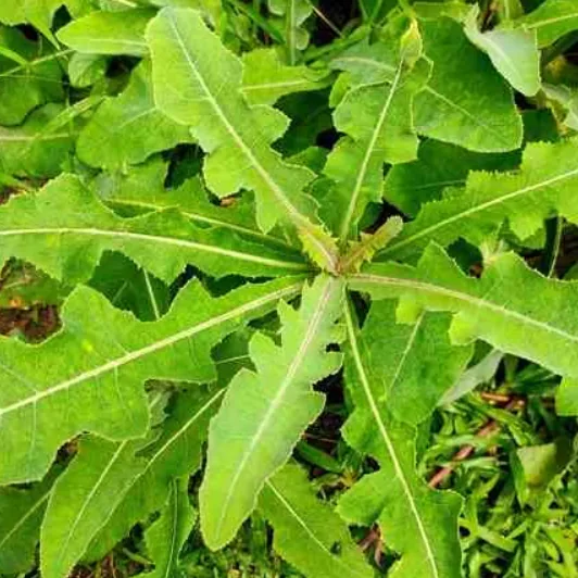 Herbal Tempuyung